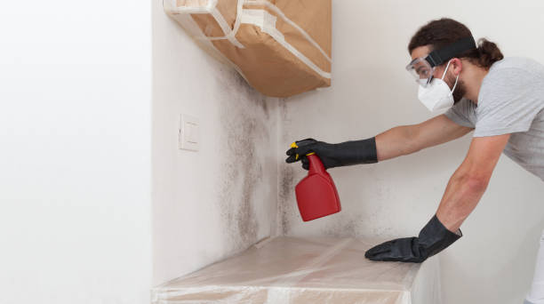 Professional Mold Remediation technician working in Auburndale, MA
