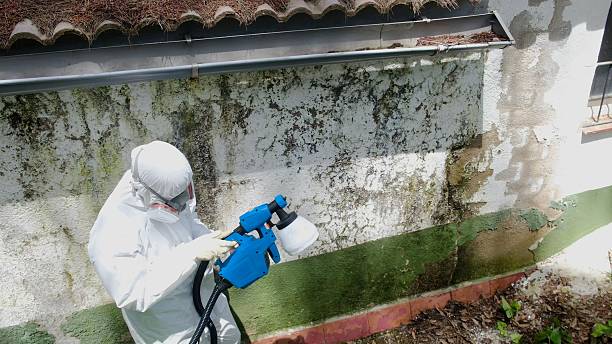 Top rated local Mold Remediation specialists in Auburndale, MA